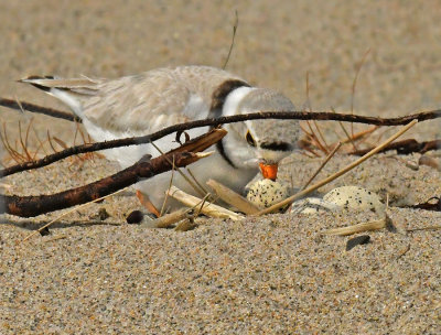 Breeding Adult at Nest with Eggs