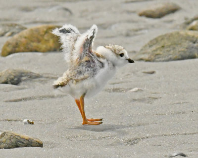  Piping Plover 