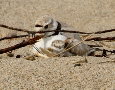 Breeding Adult with Hatchling