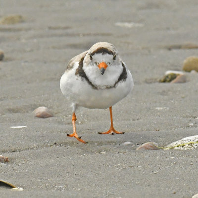 Breeding Adult