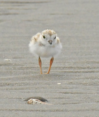 Hatchling A Ball of Fluff