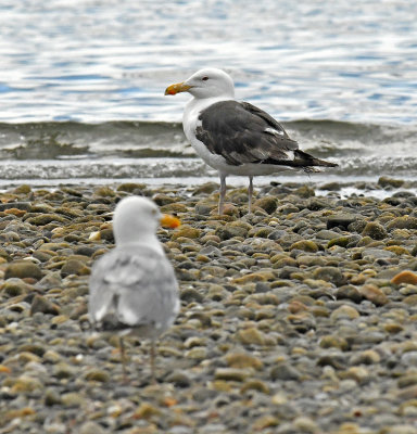 Great Black-backed Gull (Background)