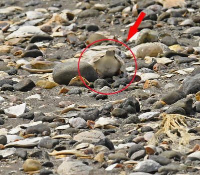 Piping Plover Nest showing camouflage