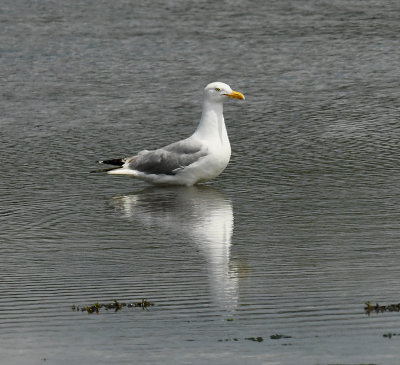 Breeding Adult