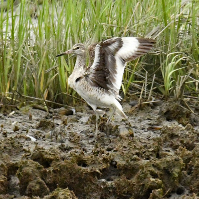 Breeding Adult Landing