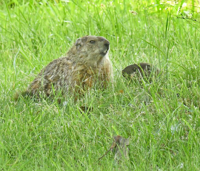 Groundhog and Pup