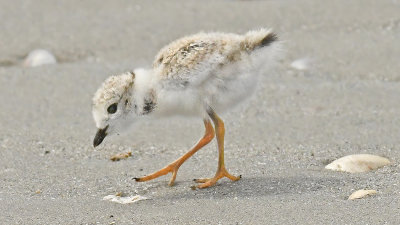 Piping Plover VIDEO