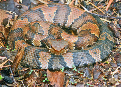 Cottonmouth (Subadult) VIDEO