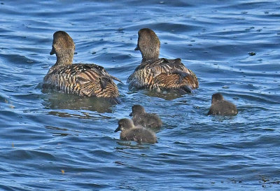 Common Eiders and Ducklings