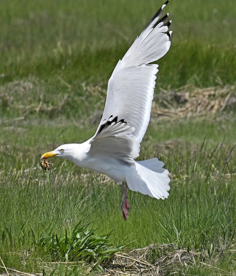 Breeding Adult in Flight with Crab
