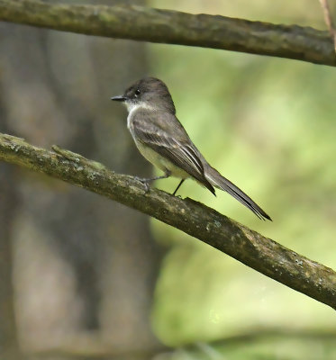 Empidonax Flycatcher