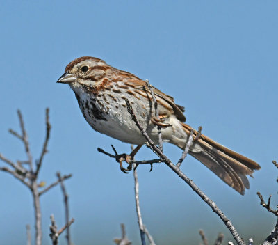 Song Sparrow