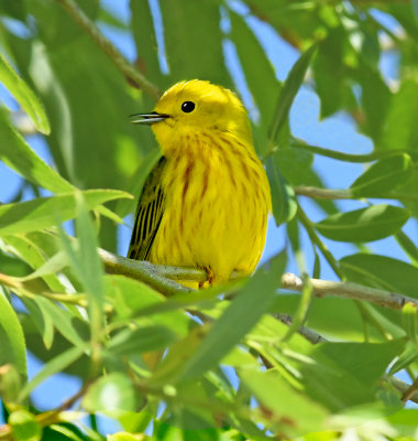 Adult Male