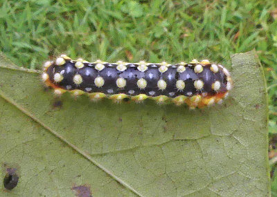 White Flannel Moth Caterpillar (4650)