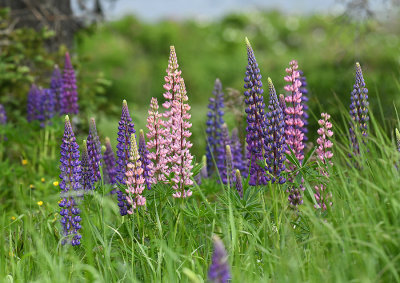 Lupine