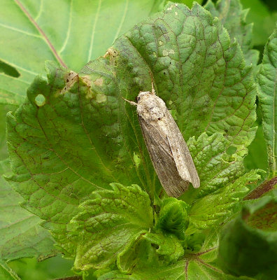Unidentified Noctuid