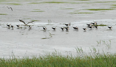 Black Skimmers