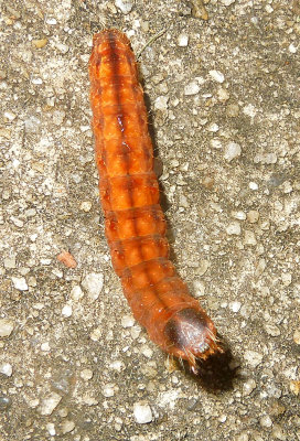 Afflicted Dagger Moth Caterpillar (9254)