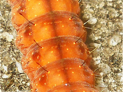 Afflicted Dagger Moth Caterpillar (9254)