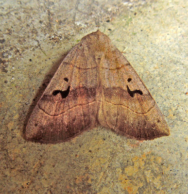 Brown Panopoda Moth (8588)