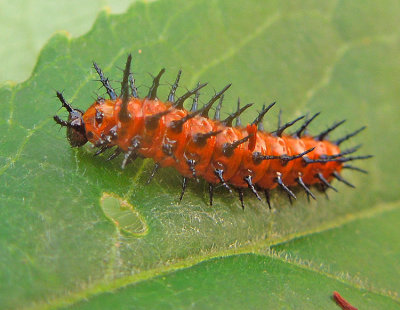 Early Caterpillar Instar