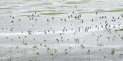 Sanderlings in Tidal Pool