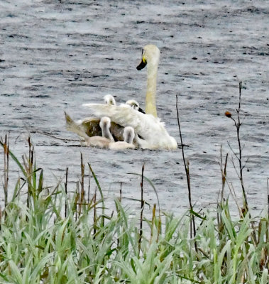 Mute Swan with 4 Cygnets