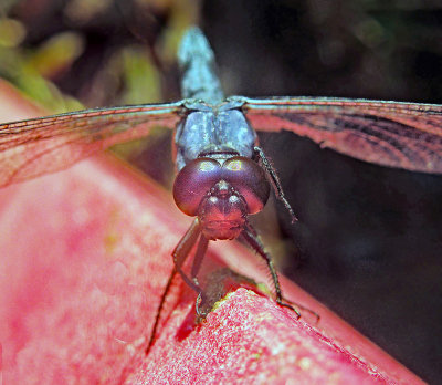 Slaty Skimmer (Portrait in Red)