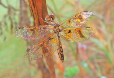 Eastern Amberwing Female