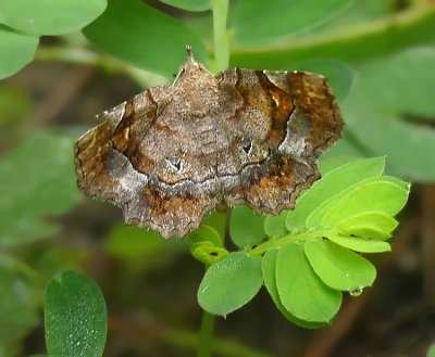 Decorated Owlet Moth (8490)