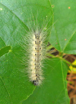 Fall Webworm Moth Caterpillar (8140)