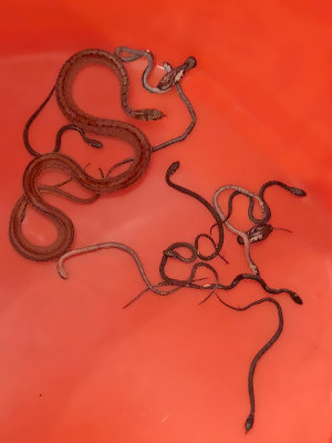 Female Brown (DeKays) Snake giving birth to young