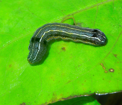 Southern Armyworm Moth Caterpillar (9672)