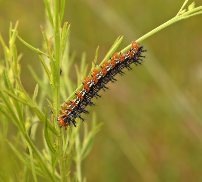 Variegated Fritillary Caterpillar