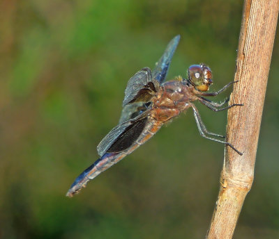 Widow_Skimmer, Male