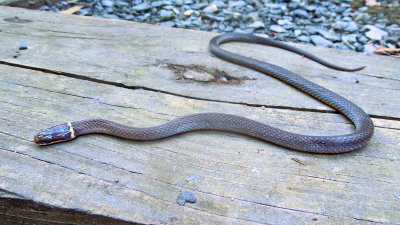 Southern Ring-necked Snake