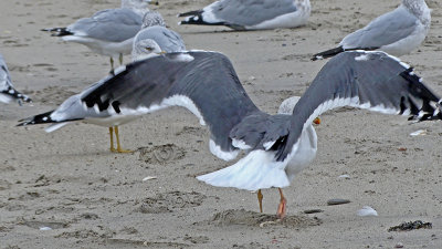 Non-breeding Adult - Wings Extended