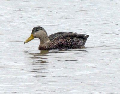 American Black Duck (Female)
