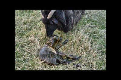 Birth of a lamb-Ewe starts to lick it dry