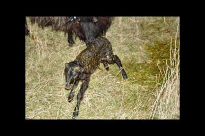 Birth of a lamb-It will find mom's nipple within 15 minutes