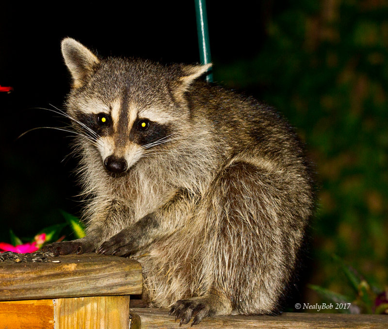 Coon