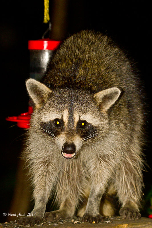 Raccoon August 15