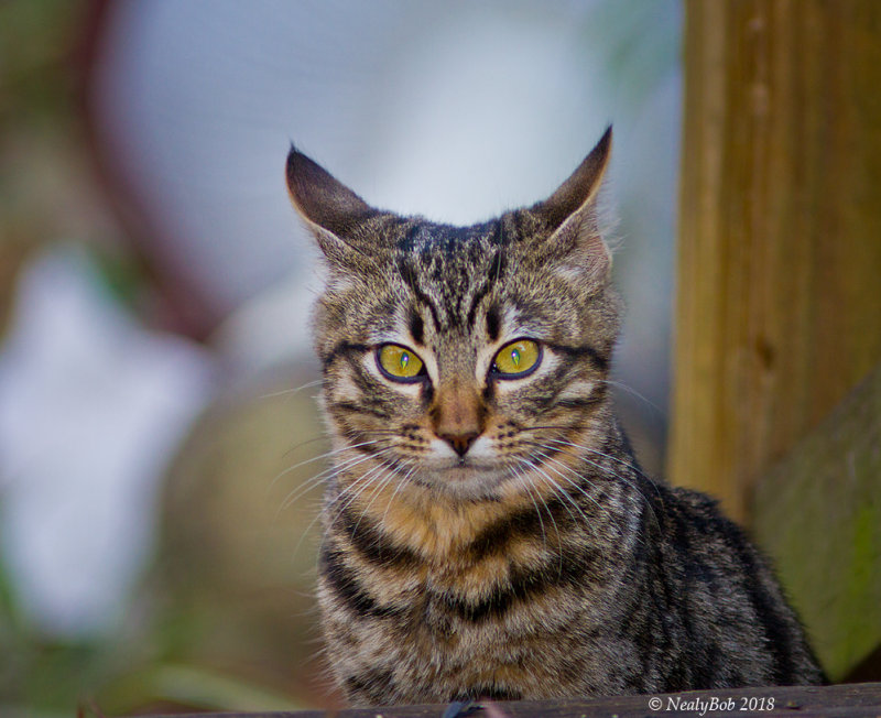 Kitty