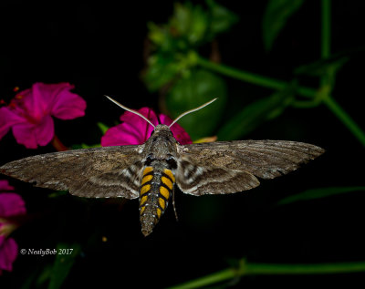 Hummingbird Moth July 17