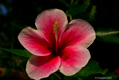 Hibiscus July 30