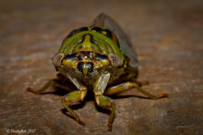 Cicada CloseUp