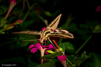 Hummingbird Moth August 29
