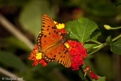 Butterflies & Moths