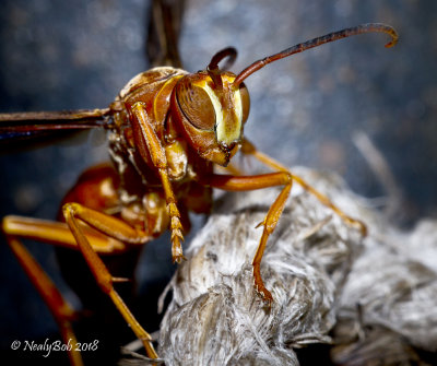 Red Wasp November 3