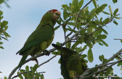 Conure180226LS04.jpg